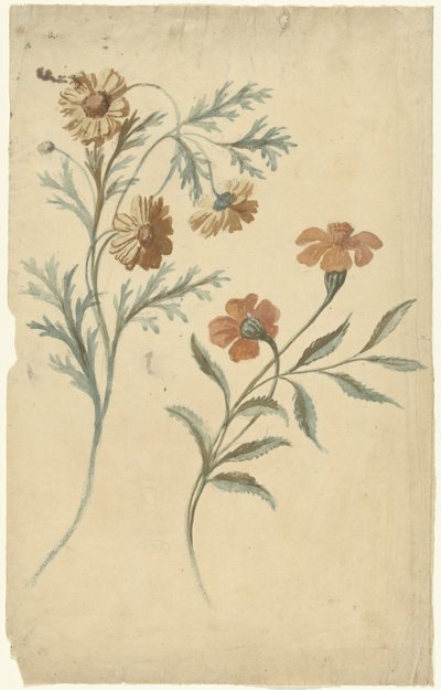 一朵红色和一朵棕色花朵的花艺研究 作者 埃利亚斯·范奈梅亨