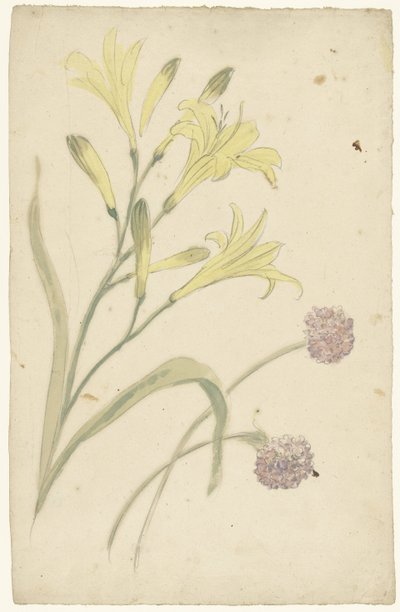 黄色百合和开花洋葱的花卉研究 作者 埃利亚斯·范奈梅亨