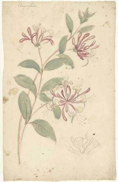 金银花 作者 埃利亚斯·范奈梅亨