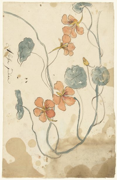 印度樱桃 作者 埃利亚斯·范奈梅亨