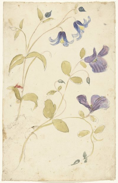 对紫色和蓝色花朵的研究 作者 埃利亚斯·范奈梅亨