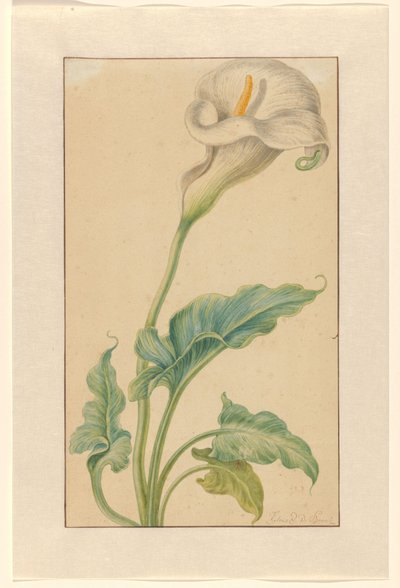 白秋海棠 作者 Elias van den Broeck（艺术家签名）