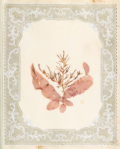 海藻 作者 伊丽莎·乔德森