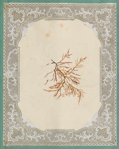 海藻 作者 伊丽莎·乔德森