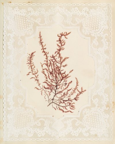 海藻 作者 伊丽莎·乔德森
