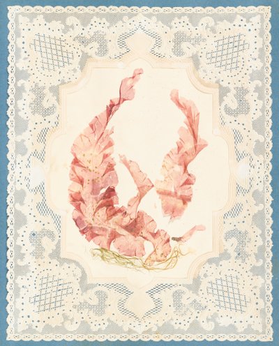 海藻 作者 伊丽莎·乔德森