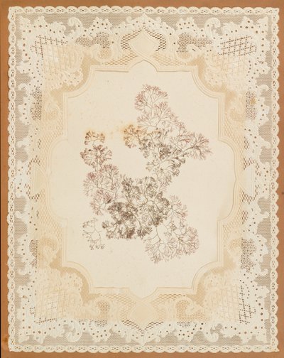 海藻 作者 伊丽莎·乔德森