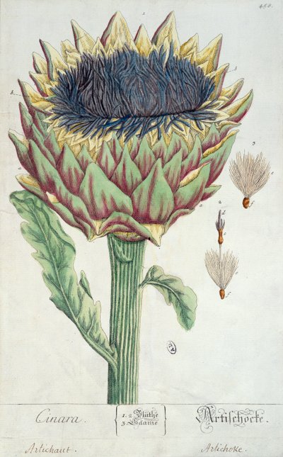 朝鲜蓟，来自&39;Herbarium Blackwellianum&39;，1757年（笔墨和纸上的纸） 作者 伊丽莎白布莱克威尔