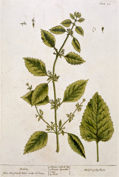 Balm，27号来自&39;A Curious Herbal&39;，1782年出版（彩色版画） 作者 伊丽莎白布莱克威尔