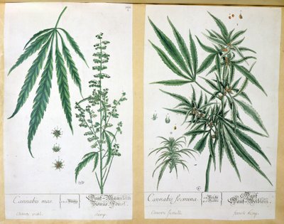 大麻mas和大麻foemina，来自&39;Herbarium Blackwellianum&39;，1757年（笔和墨水和纸上的wc） 作者 伊丽莎白布莱克威尔