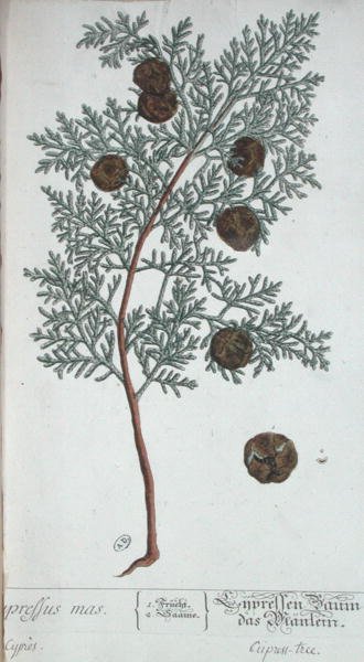 柏树，出自《奇特的草药》，1757年在纽伦堡出版（彩色版画）。 作者 伊丽莎白布莱克威尔