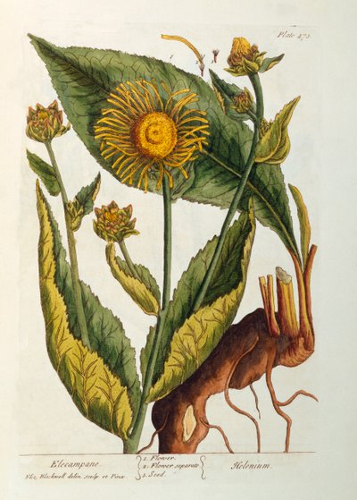 Elecampane，来自&39;A Curious Herbal&39;的473号板，1782年出版（彩色雕刻） 作者 伊丽莎白布莱克威尔