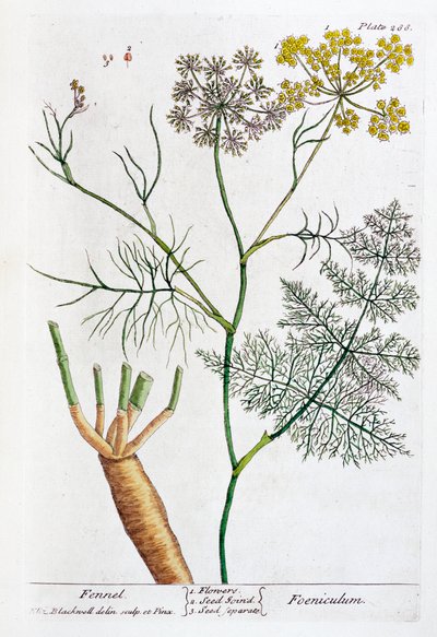 茴香，1782年 作者 伊丽莎白布莱克威尔