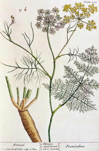 茴香，板材288来自&39;A Curious Herbal&39;，1782年出版（彩色雕刻） 作者 伊丽莎白布莱克威尔