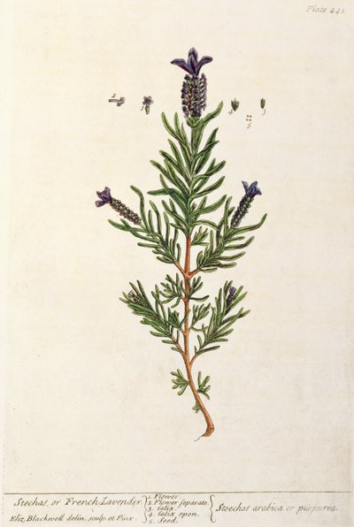 法国薰衣草，来自&39;A Curious Herbal&39;的241号板，1782年出版（彩色雕刻） 作者 伊丽莎白布莱克威尔