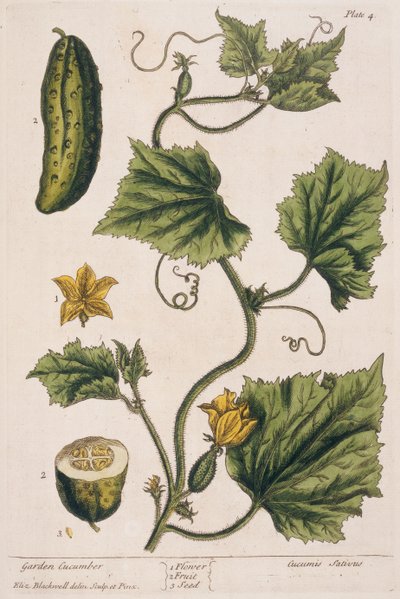 花园黄瓜，来自&39;A Curious Herbal&39;的4号板，1782年出版（彩色雕刻） 作者 伊丽莎白布莱克威尔