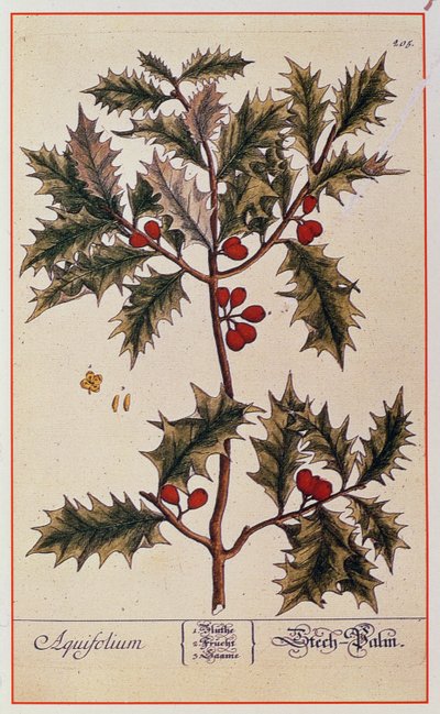 来自&39;A Curious Herbal&39;的霍莉，1782年 作者 伊丽莎白布莱克威尔