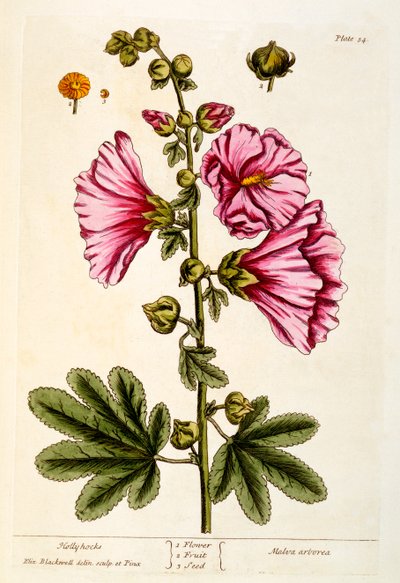 蜀葵，来自&39;A Curious Herbal&39;的板54，出版于1782年（彩色雕刻） 作者 Elizabeth Blackwell