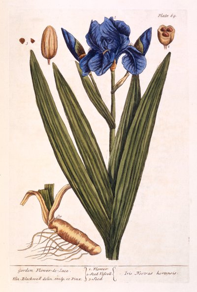 Iris，来自&39;A Curious Herbal&39;的69号板，1782年出版（彩色雕刻） 作者 伊丽莎白布莱克威尔