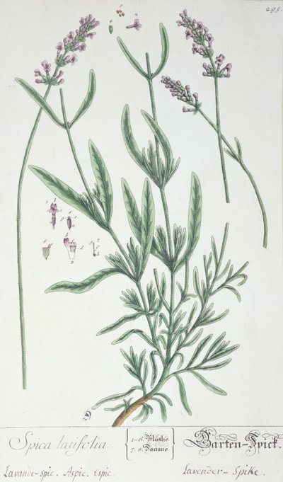 薰衣草穗，由艺术家1757年的&39;Herbarium Blackwellianum&39;制版（笔墨和纸上的纸） 作者 伊丽莎白布莱克威尔
