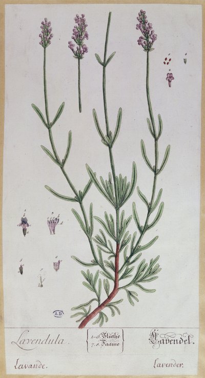 薰衣草，1757年由艺术家“植物标本馆Blackwellianum”制作的板材（笔墨水和纸张上的wc） 作者 伊丽莎白布莱克威尔