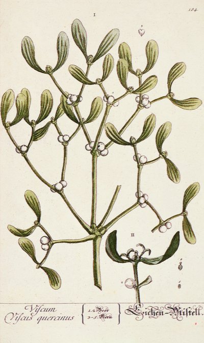 来自&39;A Curious Herbal&39;的槲寄生，1782年 作者 伊丽莎白布莱克威尔