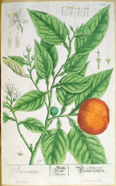带果实的橙色枝条，出自1757年在纽伦堡出版的《奇特的草药》（彩色雕刻）。 作者 伊丽莎白布莱克威尔