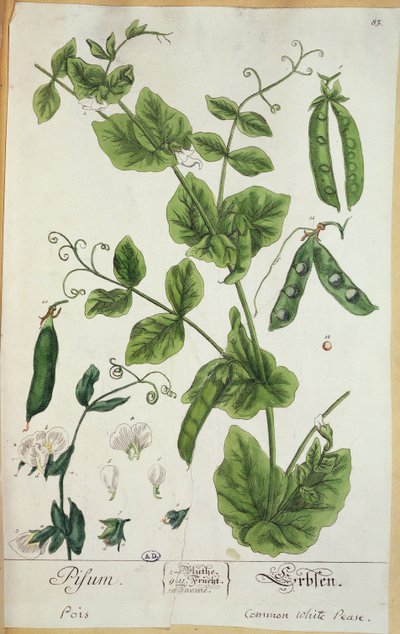 豌豆，1757年由艺术家“植物标本室Blackwellianum”制作的板材（笔墨水和纸张上的wc） 作者 伊丽莎白布莱克威尔