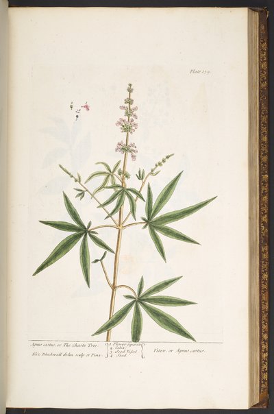 图 139，选自《奇异的草药 作者 伊丽莎白布莱克威尔