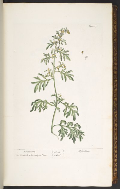 插图 17，艾草，选自《奇异的草药 作者 伊丽莎白布莱克威尔