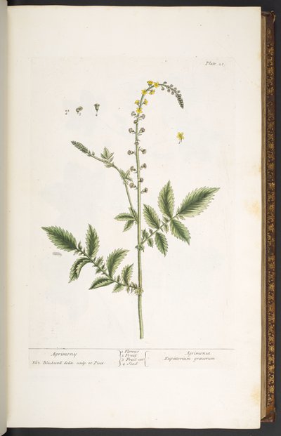 插图 21，《神奇的草药》中的 "苦参"。 作者 伊丽莎白布莱克威尔