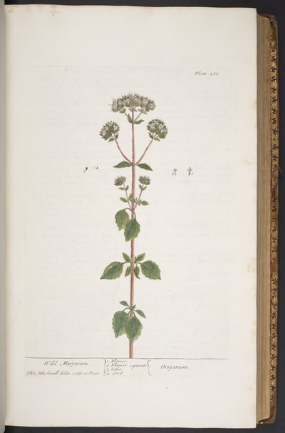 图版 280，选自《奇异的草药 作者 伊丽莎白布莱克威尔