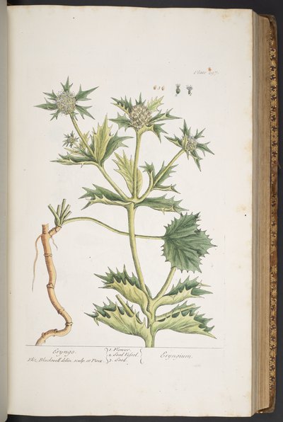 图版 297，Eryngo，选自《奇异的草药 作者 伊丽莎白布莱克威尔