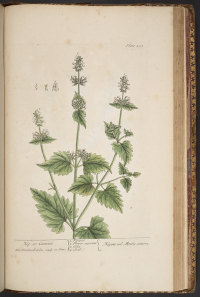 图版 455，选自《奇异的草药 作者 伊丽莎白布莱克威尔