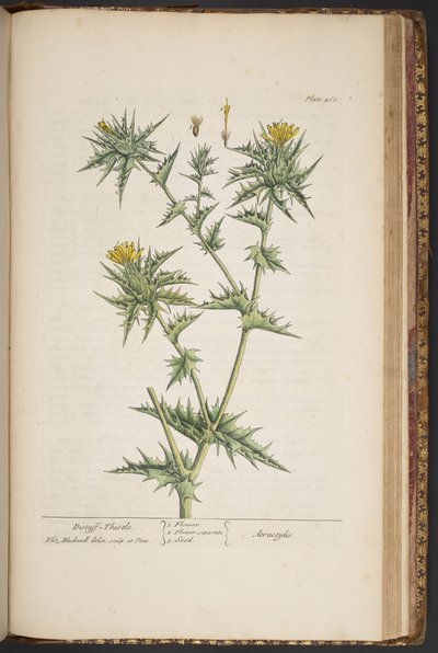 图 468，选自《奇异的草药 作者 伊丽莎白布莱克威尔