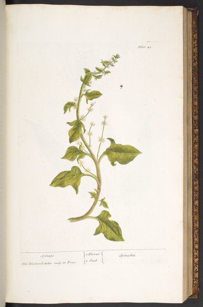 图版 49，《奇异的草药》中的 Spinage 作者 伊丽莎白布莱克威尔