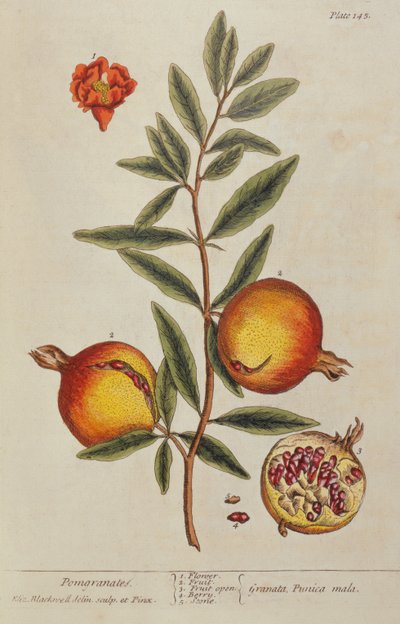 石榴（Punica granatum），来自A Curious Herbal，1782 作者 伊丽莎白布莱克威尔
