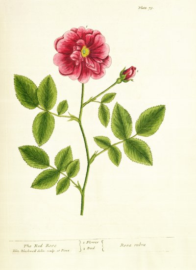 Rose：Gallica，来自&39;A Curious Herbal&39;，1737 作者 伊丽莎白布莱克威尔