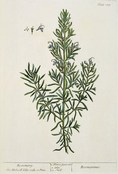 Rosmarinus Officinalis，来自&39;A Curious Herbal&39;，1782年（彩色雕刻） 作者 伊丽莎白布莱克威尔