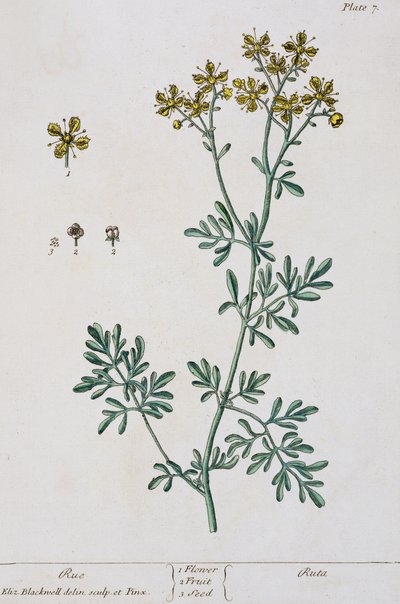 Rue，7号来自&39;A Curious Herbal&39;，1782年出版（彩色版画） 作者 伊丽莎白布莱克威尔