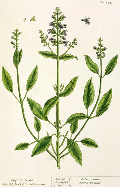 来自&39;A Curious Herbal&39;的Salviam，1782年（彩色雕刻） 作者 伊丽莎白布莱克威尔