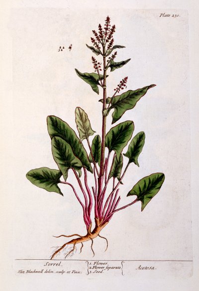 栗色，来自&39;A Curious Herbal&39;的230号板，于1782年出版（彩色雕刻） 作者 伊丽莎白布莱克威尔
