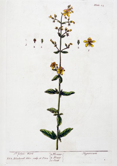 圣约翰草，1782年 作者 伊丽莎白布莱克威尔