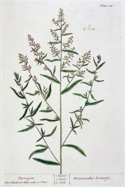 龙蒿，1782年 作者 伊丽莎白布莱克威尔