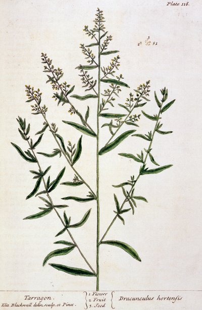 Tarragon，来自&39;A Curious Herbal&39;的116号板，于1782年出版（彩色雕刻） 作者 伊丽莎白布莱克威尔
