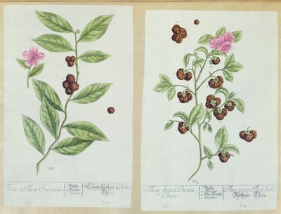 来自&39;Herbarium Blackwellianum&39;的茶和中国茶，1757年在德国纽伦堡出版（彩色版画） 作者 伊丽莎白布莱克威尔