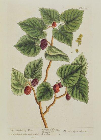 桑树，来自&39;A Curious Herbal&39;的板126，出版于1782年（彩色雕刻） 作者 伊丽莎白布莱克威尔