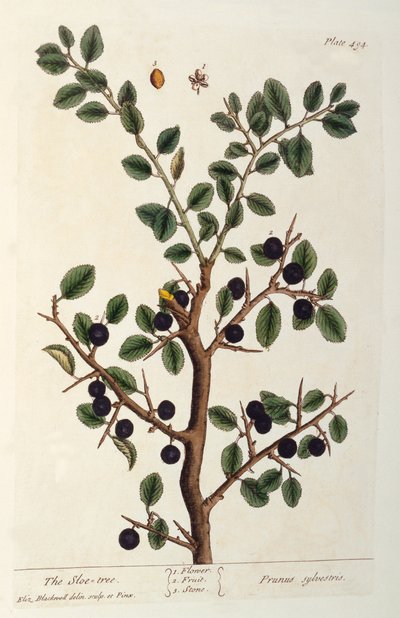 The Sloe Tree，来自&39;The Curious Herbal&39;的494号盘，于1782年出版（彩色版画） 作者 伊丽莎白布莱克威尔