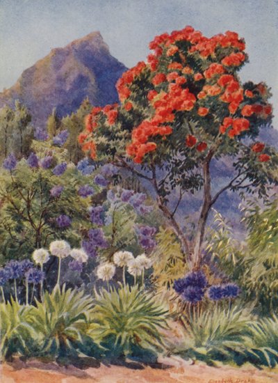 开普敦附近的绯红花桉树（彩色石版画） 作者 伊丽莎白·德雷克