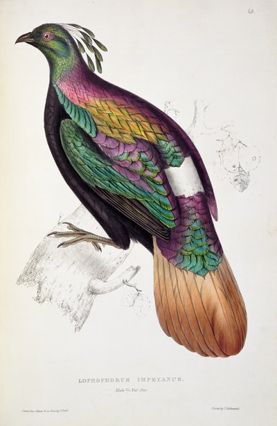 喜马拉雅山脉雉鸡，来自喜马拉雅山脉的“世纪之鸟”，1830-32，约翰古尔德（1804-41） 作者 Elizabeth Gould